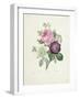 Rose-Pierre-Joseph Redouté-Framed Giclee Print