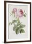 Rose-Pierre-Joseph Redouté-Framed Giclee Print