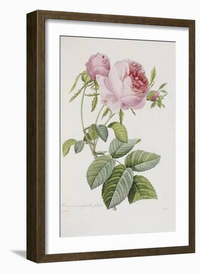 Rose-Pierre-Joseph Redouté-Framed Giclee Print