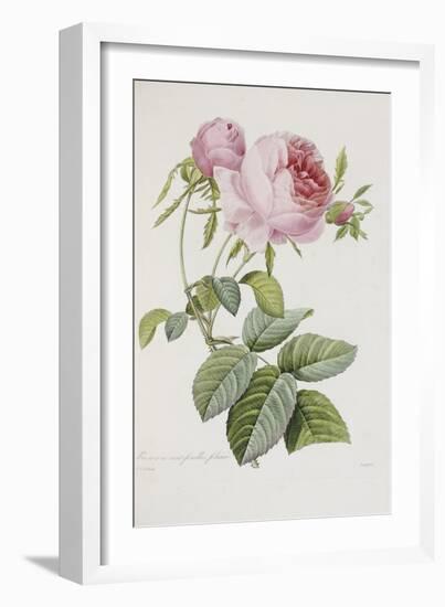 Rose-Pierre-Joseph Redouté-Framed Giclee Print