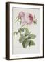 Rose-Pierre-Joseph Redouté-Framed Giclee Print