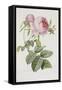 Rose-Pierre-Joseph Redouté-Framed Stretched Canvas