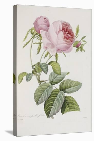 Rose-Pierre-Joseph Redouté-Stretched Canvas