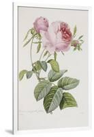 Rose-Pierre-Joseph Redouté-Framed Giclee Print