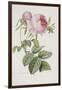 Rose-Pierre-Joseph Redouté-Framed Giclee Print