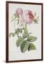 Rose-Pierre-Joseph Redouté-Framed Giclee Print