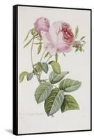 Rose-Pierre-Joseph Redouté-Framed Stretched Canvas