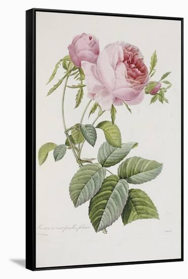 Rose-Pierre-Joseph Redouté-Framed Stretched Canvas