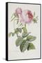 Rose-Pierre-Joseph Redouté-Framed Stretched Canvas