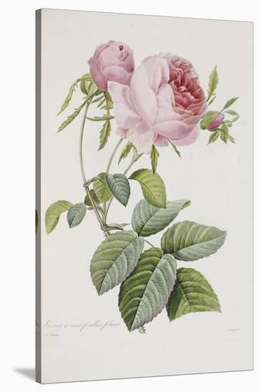 Rose-Pierre-Joseph Redouté-Stretched Canvas