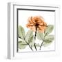 Rose-Albert Koetsier-Framed Art Print