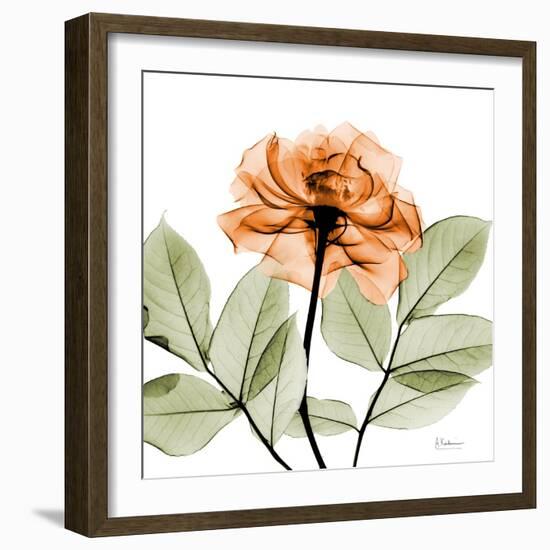 Rose-Albert Koetsier-Framed Art Print