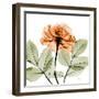 Rose-Albert Koetsier-Framed Art Print