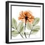 Rose-Albert Koetsier-Framed Art Print