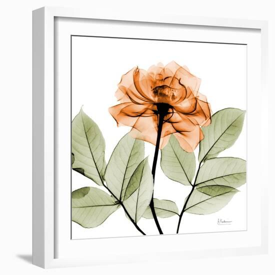 Rose-Albert Koetsier-Framed Art Print