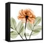 Rose-Albert Koetsier-Framed Stretched Canvas