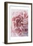 Rose-Urban Epiphany-Framed Art Print