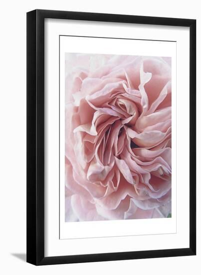 Rose-Urban Epiphany-Framed Art Print