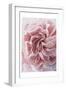 Rose-Urban Epiphany-Framed Art Print