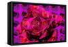 Rose-Scott J. Davis-Framed Stretched Canvas