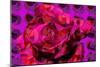 Rose-Scott J. Davis-Mounted Giclee Print