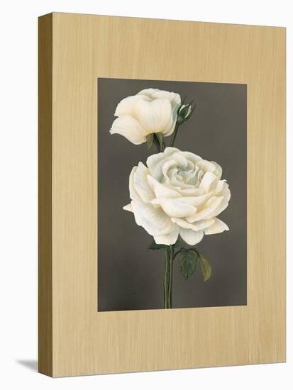 Rose-Andrea Trivelli-Stretched Canvas