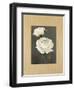 Rose-Andrea Trivelli-Framed Art Print