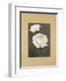 Rose-Andrea Trivelli-Framed Art Print