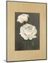 Rose-Andrea Trivelli-Mounted Art Print