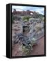 Roseata Gilia (Gilia Roseata) and South Window, Arches National Park, Utah, USA-James Hager-Framed Stretched Canvas