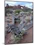 Roseata Gilia (Gilia Roseata) and South Window, Arches National Park, Utah, USA-James Hager-Mounted Photographic Print