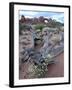 Roseata Gilia (Gilia Roseata) and South Window, Arches National Park, Utah, USA-James Hager-Framed Photographic Print