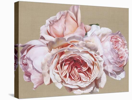 Roseate Dreaming-Sarah Caswell-Stretched Canvas
