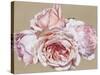 Roseate Dreaming-Sarah Caswell-Stretched Canvas