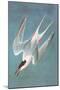 Roseate Fern-John James Audubon-Mounted Art Print