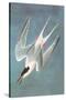 Roseate Fern-John James Audubon-Stretched Canvas