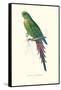Roseate Parakeet - Polytelis Swainsoni-Edward Lear-Framed Stretched Canvas