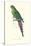 Roseate Parakeet - Polytelis Swainsoni-Edward Lear-Stretched Canvas