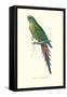 Roseate Parakeet - Polytelis Swainsoni-Edward Lear-Framed Stretched Canvas