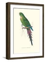 Roseate Parakeet - Polytelis Swainsoni-Edward Lear-Framed Art Print