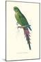 Roseate Parakeet - Polytelis Swainsoni-Edward Lear-Mounted Art Print