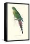 Roseate Parakeet - Polytelis Swainsoni-Edward Lear-Framed Stretched Canvas