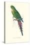 Roseate Parakeet - Polytelis Swainsoni-Edward Lear-Stretched Canvas