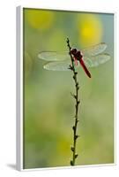 Roseate Skimmer Dragonfly Resting on Perch, Texas, USA-Larry Ditto-Framed Photographic Print