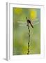 Roseate Skimmer Dragonfly Resting on Perch, Texas, USA-Larry Ditto-Framed Photographic Print