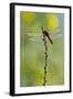 Roseate Skimmer Dragonfly Resting on Perch, Texas, USA-Larry Ditto-Framed Photographic Print