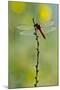 Roseate Skimmer Dragonfly Resting on Perch, Texas, USA-Larry Ditto-Mounted Photographic Print