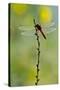 Roseate Skimmer Dragonfly Resting on Perch, Texas, USA-Larry Ditto-Stretched Canvas