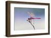 Roseate skimmer, Rio Grande Valley, Texas-Adam Jones-Framed Photographic Print