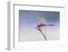 Roseate skimmer, Rio Grande Valley, Texas-Adam Jones-Framed Photographic Print